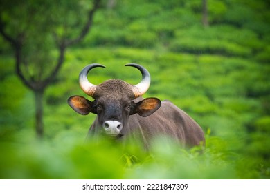 Indian Gaur Grazing in Rain, Indian Gaur in the Middle of the Valparai Tea Estate, Majestic Beast of Indian Wildlife, Indian Bison, - Powered by Shutterstock