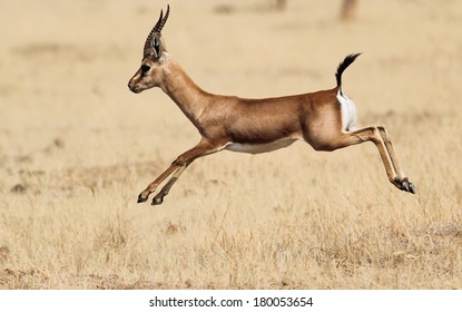 Indian Gazelle