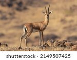 Indian Gazelle, Antelope, Chinkara seen in grassland