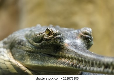 Indian gharial 