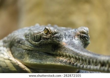 Indian gharial 