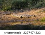 An Indian gharial or gavial or fish eating crocodile basking in sunlight near the lake. It