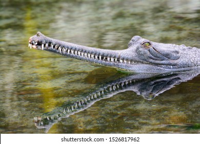 indian gharial (Gavialis gangeticus) Close-up