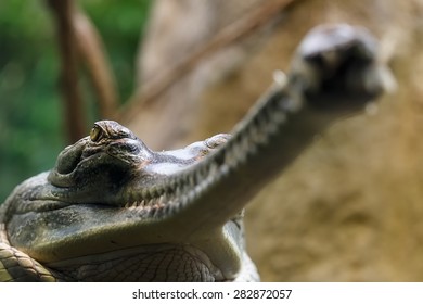 Indian gharial look from down