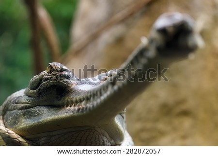 Indian gharial look from down