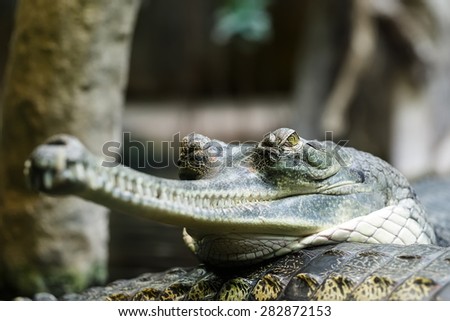 Indian gharial is resting