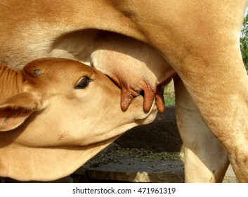 Indian Gir breed calf suckling the mother cow, India