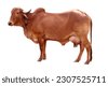 indian cattle