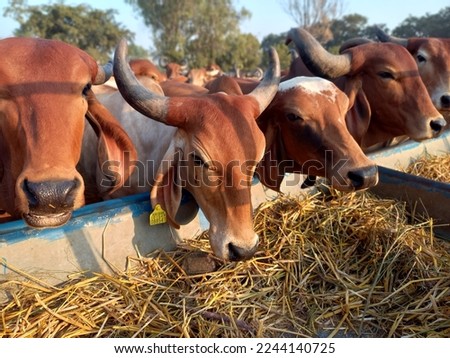 Indian gir cows in ahmedabad, Gujarat, India 