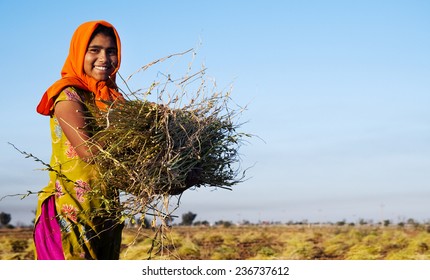 Indian Girl Working On The Farm. Near Jaipur, India. 