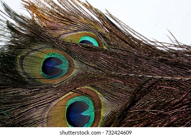Beautiful Exotic Peacock Feathers On White Stock Photo 55363780 ...