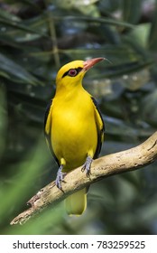 Indian Golden Oriole