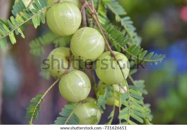 Indian Gooseberry on tree