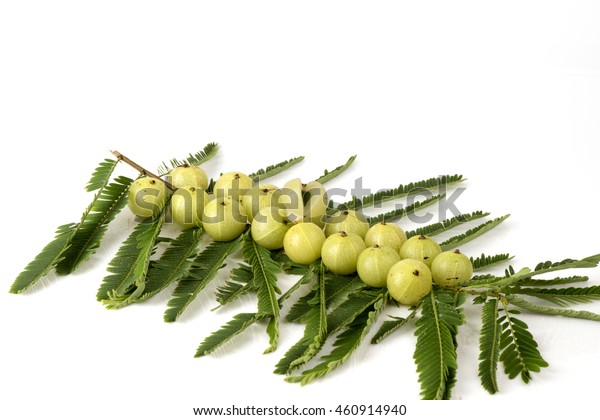 Indian Gooseberry Phyllanthus Emblica L Fruit Stock Photo Edit