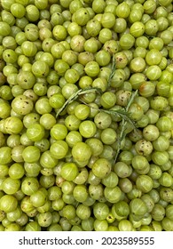 Indian Gooseberryindian Gooseberry Tree That Grows Stock Photo ...