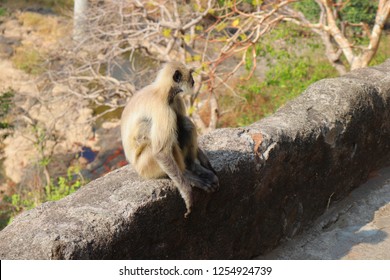 Indian Gray langur, Semnopithecus