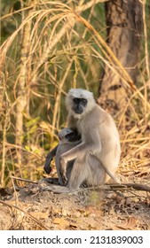 Indian Gray Langur (Semnopithecus)  Or Hanuman Langurs Mother Breast Feeding Baby Or Infant On Ground At The Forest.