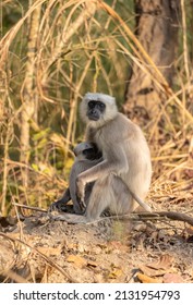 Indian Gray Langur (Semnopithecus)  Or Hanuman Langurs Mother Breast Feeding Baby Or Infant On Ground At The Forest.