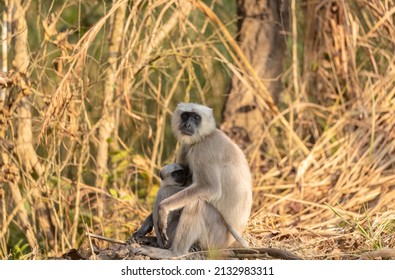 Indian Gray Langur (Semnopithecus)  Or Hanuman Langurs Mother Breast Feeding Baby Or Infant On Ground At The Forest.