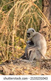 Indian Gray Langur (Semnopithecus)  Or Hanuman Langurs Mother Breast Feeding Baby Or Infant On Ground At The Forest.