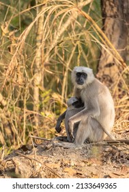 Indian Gray Langur (Semnopithecus)  Or Hanuman Langurs Mother Breast Feeding Baby Or Infant On Ground At The Forest.