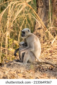 Indian Gray Langur (Semnopithecus)  Or Hanuman Langurs Mother Breast Feeding Baby Or Infant On Ground At The Forest.