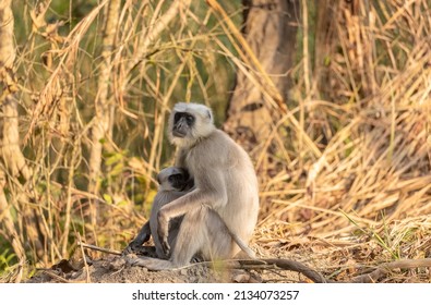 Indian Gray Langur (Semnopithecus)  Or Hanuman Langurs Mother Breast Feeding Baby Or Infant On Ground At The Forest.