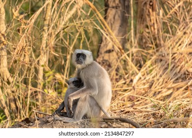 Indian Gray Langur (Semnopithecus)  Or Hanuman Langurs Mother Breast Feeding Baby Or Infant On Ground At The Forest.