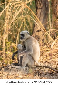 Indian Gray Langur (Semnopithecus)  Or Hanuman Langurs Mother Breast Feeding Baby Or Infant On Ground At The Forest.