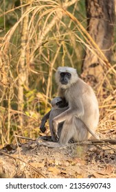 Indian Gray Langur (Semnopithecus)  Or Hanuman Langurs Mother Breast Feeding Baby Or Infant On Ground At The Forest.