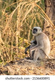 Indian Gray Langur (Semnopithecus)  Or Hanuman Langurs Mother Breast Feeding Baby Or Infant On Ground At The Forest.