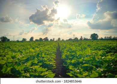 Indian green cotton field , India