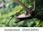 Indian green parrot, Rose-Ringed Parakeet find a food in the early morning, The rose-ringed parakeet, also known as the ring-necked parakeet, is a gregarious tropical Afro-Asian parakeet species  