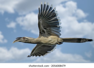 An Indian Grey Hornbill Flying Past