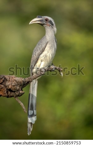 Indian grey hornbill looking for food 