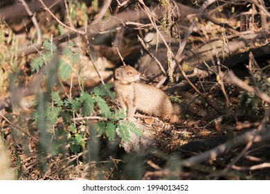 Indian Grey Mongoose In A Forest