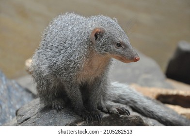 Indian Grey Mongoose Full View