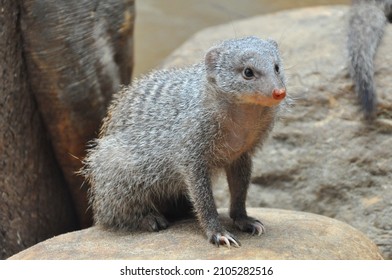 Indian Grey Mongoose Full View