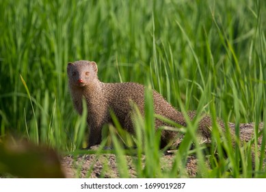 Indian Grey Mongoose Herpestes Edwardsii