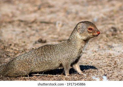 Mongoose の画像 写真素材 ベクター画像 Shutterstock