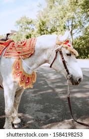 Indian Grooms Baraat White Horse