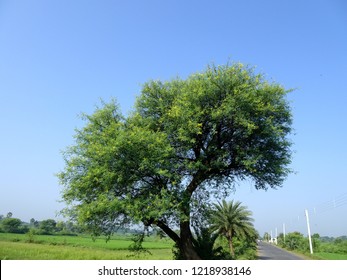 Indian gum arabic acacia babul or babool tree beside a highway road used for ayurveda medicine with blue sky , copy space for text paste