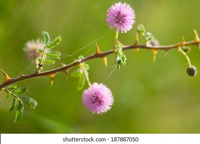Indian gum Arabic tree pink flower, Maharashtra, India, south East Asia