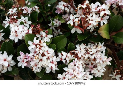 Indian Hawthorn Images Stock Photos Vectors Shutterstock