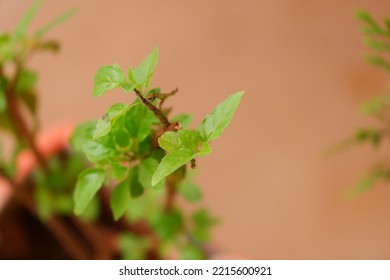 Indian Holy Basil Plant Leaves