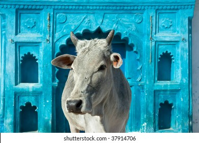 Indian holy cow in front of the tipical Indian house, Orchha, Madhya Pradesh, India