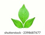  indian holy plant bael leaves aegle marmelos commonly known in india as bael patra,bilva patra, bili patra used worship of hindu god shiva and traditional medicinal,white background,copy space  
