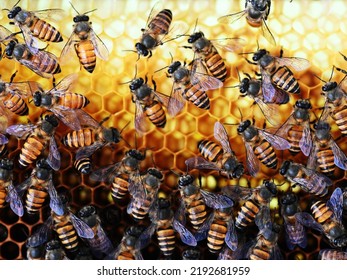 Indian Honey Bees (Apis Cerana Indica) On The Beehive, Closeup View.