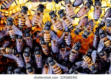 Indian Honey Bees (Apis Cerana Indica) On The Beehive, Closeup View.