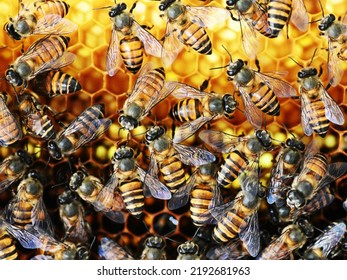 Indian Honey Bees (Apis Cerana Indica) On The Beehive, Closeup View.